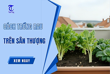Hướng Dẫn Cách Trồng Rau Trên Sân Thượng CHUẨN Nhất