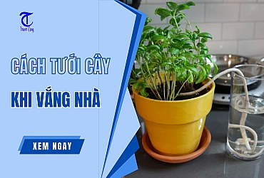 #7 Cách Tưới Cây Khi Vắng Nhà Hiệu Quả, Dễ Áp Dụng