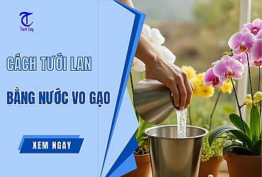 Hướng Dẫn Cách Tưới Lan Bằng Nước Vo Gạo