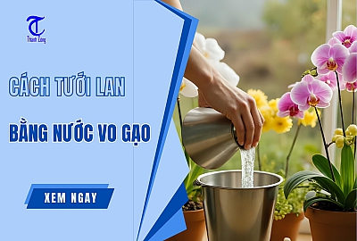 Hướng Dẫn Cách Tưới Lan Bằng Nước Vo Gạo