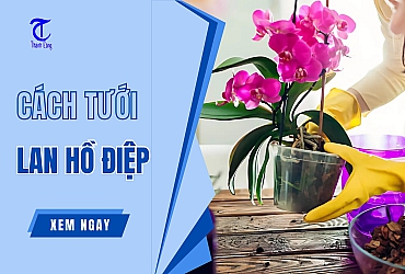 Cách Tưới Lan Hồ Điệp ĐÚNG Và ĐƠN GIẢN