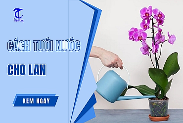 Cách Tưới Nước Cho Lan Hiệu Quả Không Phải Ai Cũng Biết
