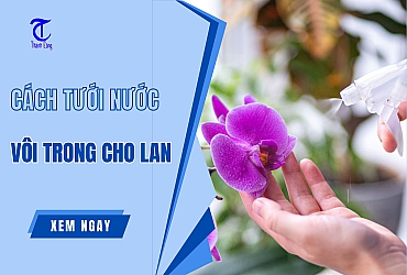 Kỹ Thuật Và Cách Tưới Nước Vôi Trong Cho Lan Hiệu Quả