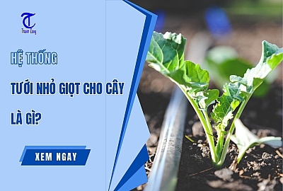 Hệ Thống Tưới Nhỏ Giọt Cho Cây Là Gì? Ưu Điểm, Ứng Dụng