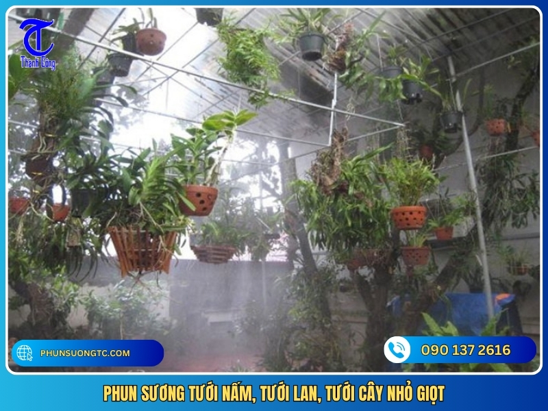 phun suong tuoi nam tuoi lan tuoi cay nho giot