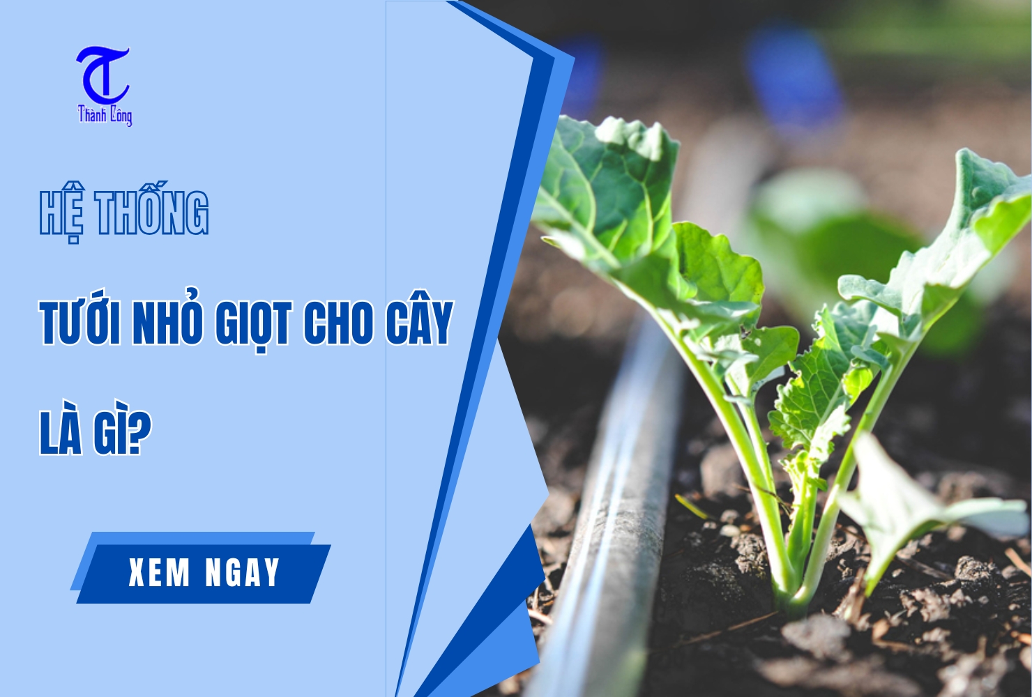 Hệ Thống Tưới Nhỏ Giọt Cho Cây Là Gì? Ưu Điểm, Ứng Dụng